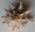 /products/bolma-girgyllus-reeve-18616/