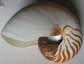 /products/nautilus-pompilius-linnaeus-1758-giant/