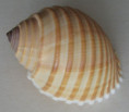 /products/tonna-allium-dillwyn-1817/